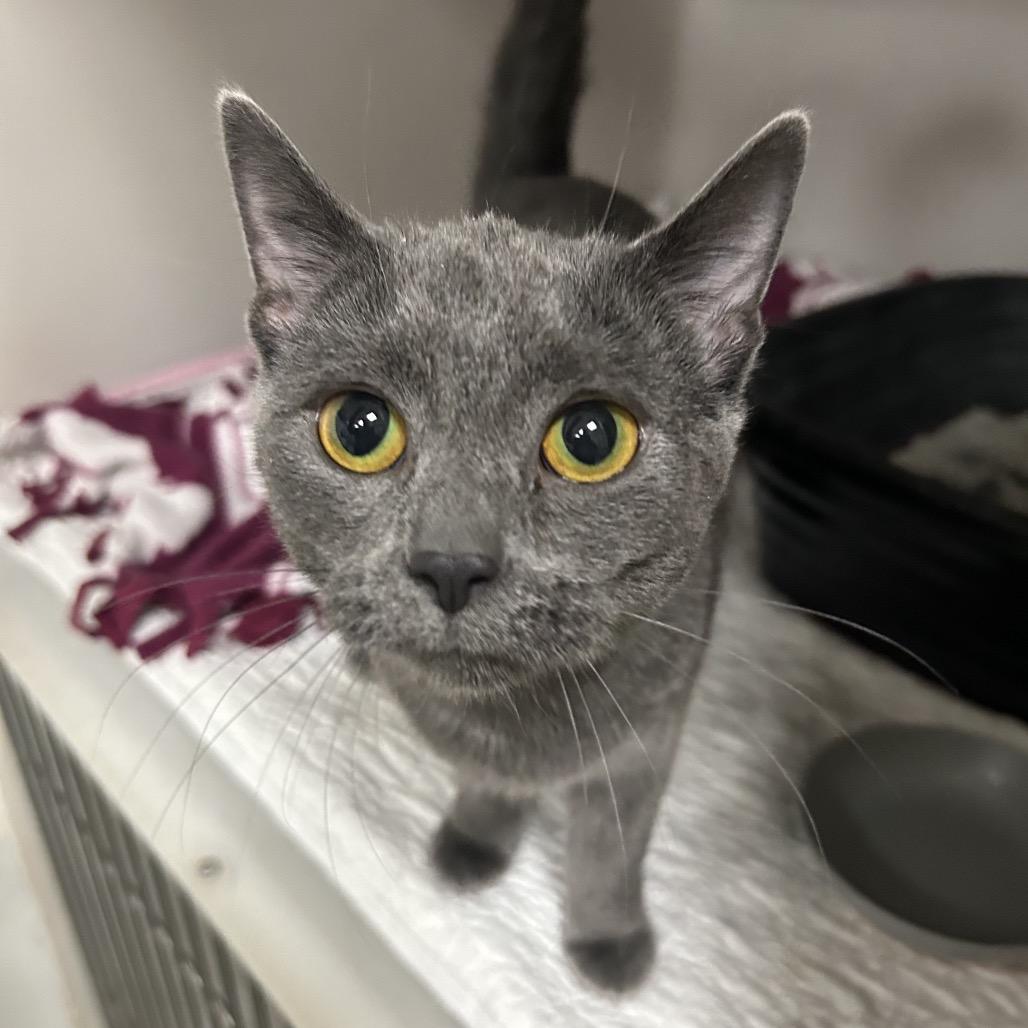 Matilda, a Adoptable Domestic Short Hair in Zanesville, OH image 2/2