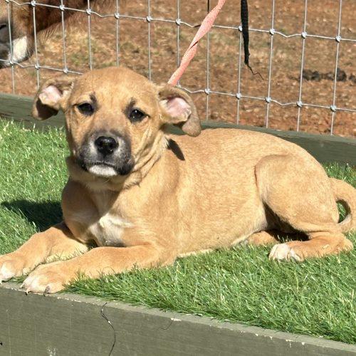 Muenster, Adoptable, Puppy Female Mixed Breed.