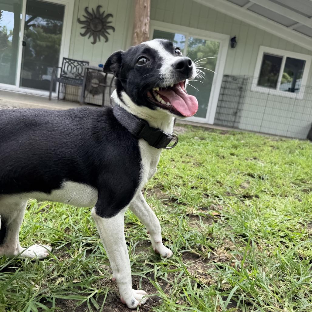 Tillie, Adoptable, Young Female Terrier.