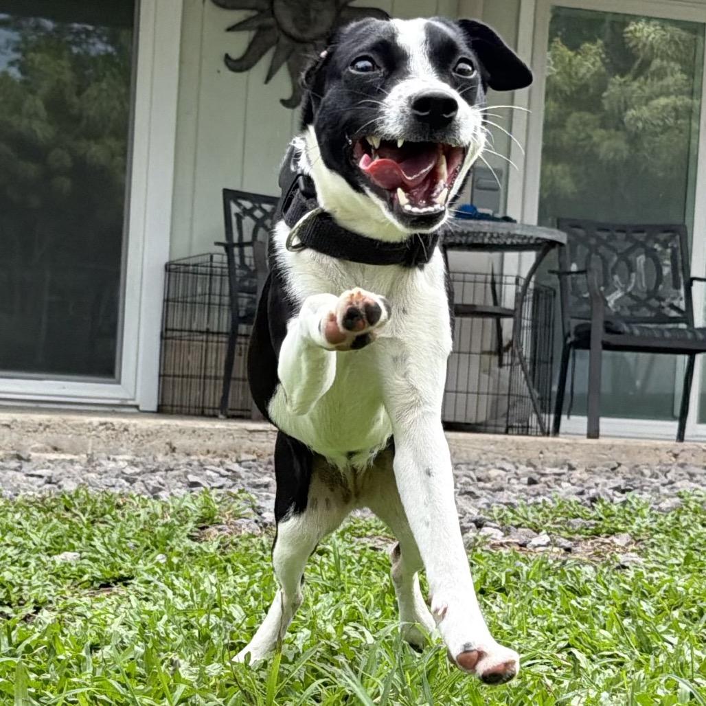 Enlarge Tillie, a Adoptable Terrier in Keaau, HI image 2/6