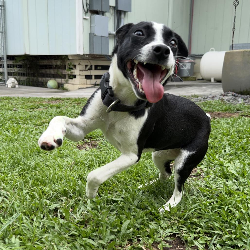 Enlarge Tillie, a Adoptable Terrier in Keaau, HI image 3/6
