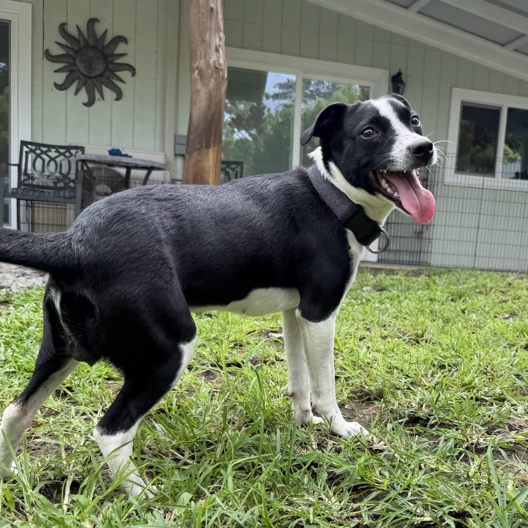 Enlarge Tillie, a Adoptable Terrier in Keaau, HI image 4/6