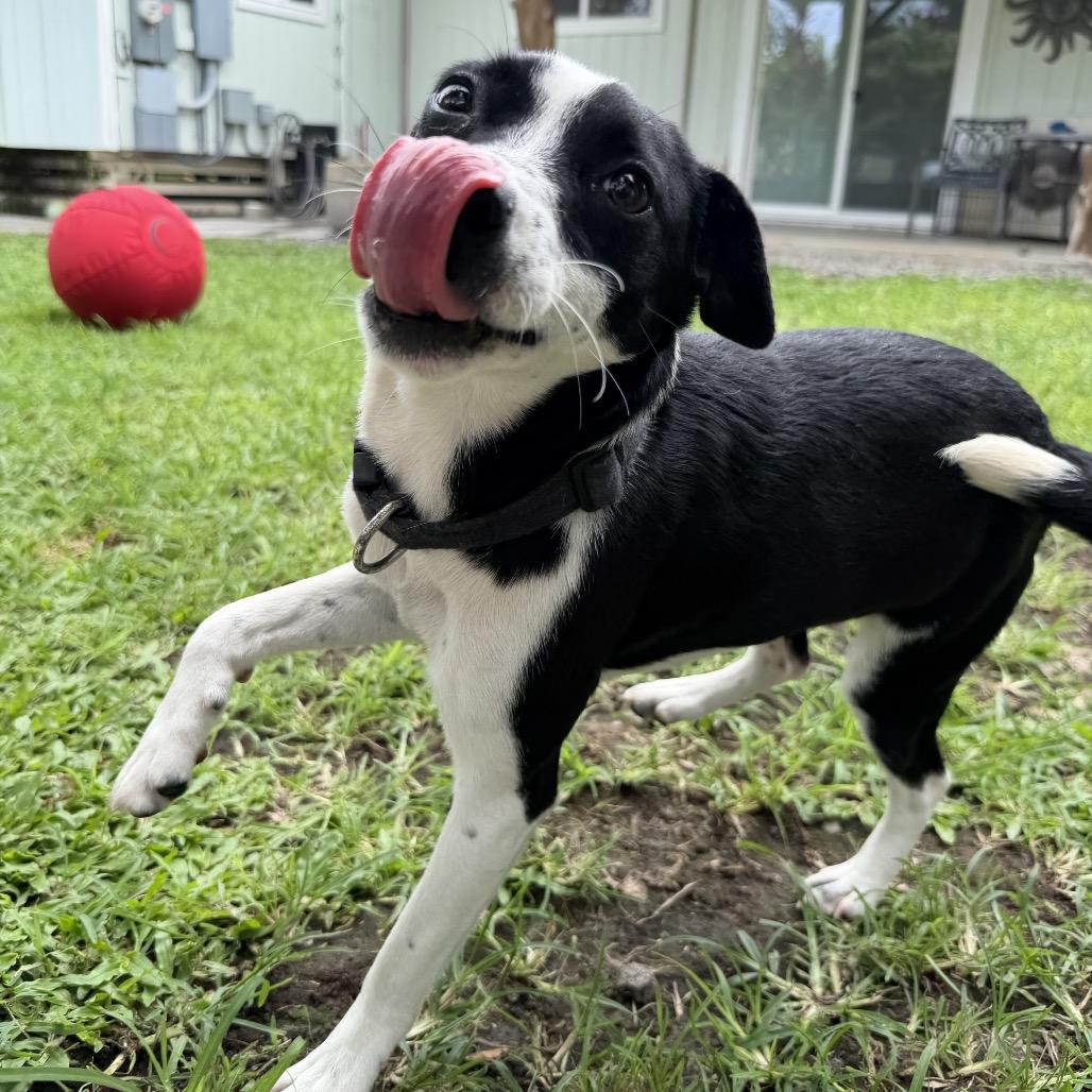 Enlarge Tillie, a Adoptable Terrier in Keaau, HI image 5/6