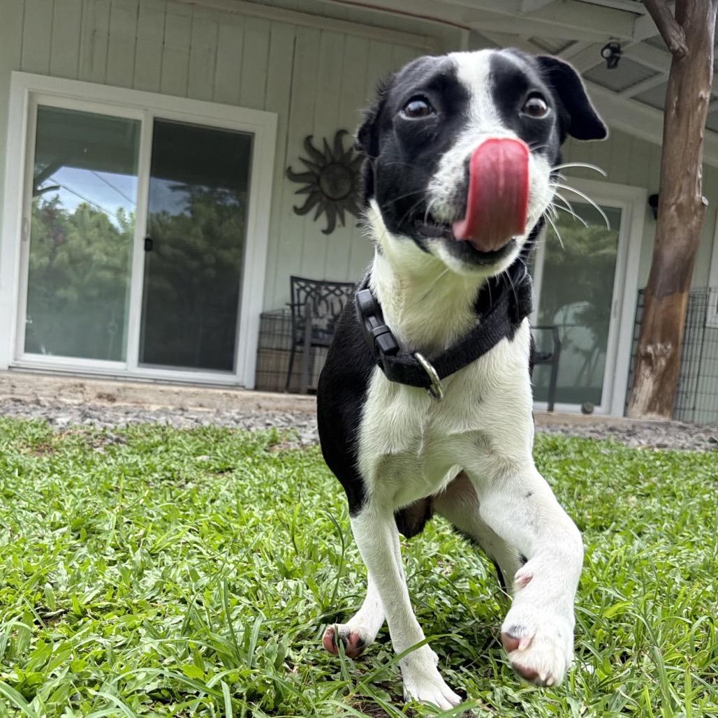 Enlarge Tillie, a Adoptable Terrier in Keaau, HI image 6/6