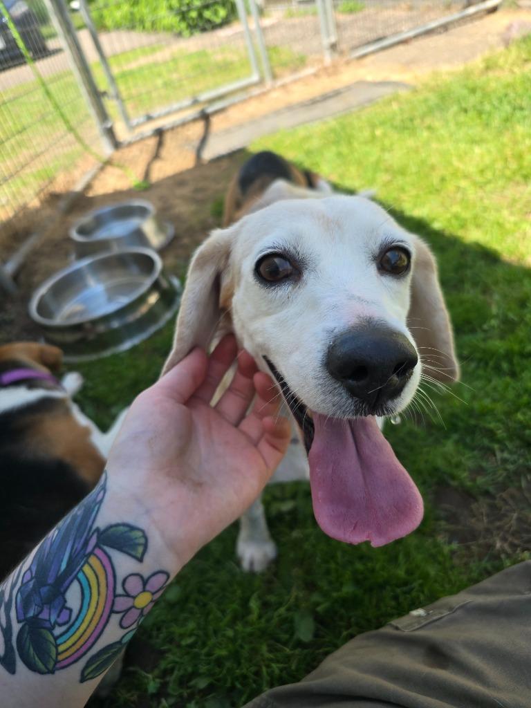 Sophia, a Adoptable Beagle in Barron, WI image 1/6