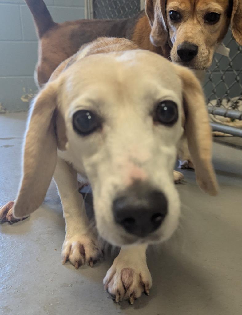 Sophia, a Adoptable Beagle in Barron, WI image 2/6