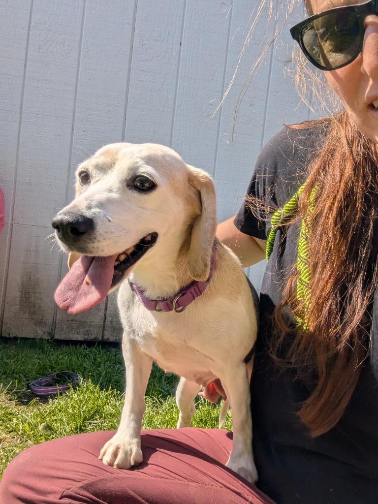 Sophia, a Adoptable Beagle in Barron, WI image 3/6