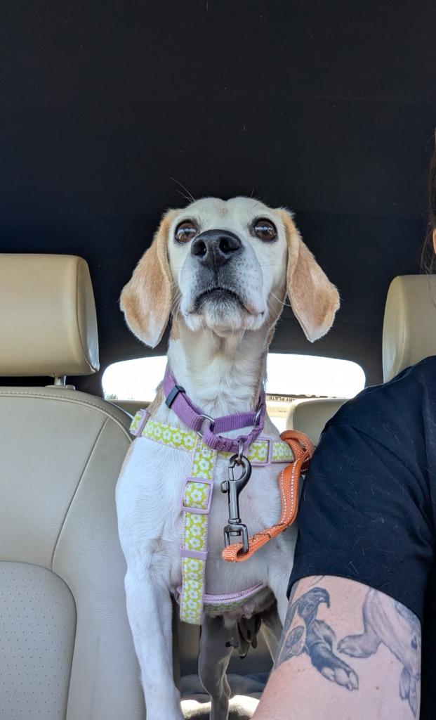 Enlarge Sophia, a Adoptable Beagle in Barron, WI image 3/6