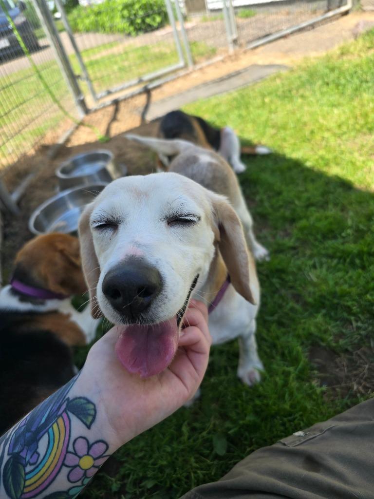 Sophia, a Adoptable Beagle in Barron, WI image 4/6