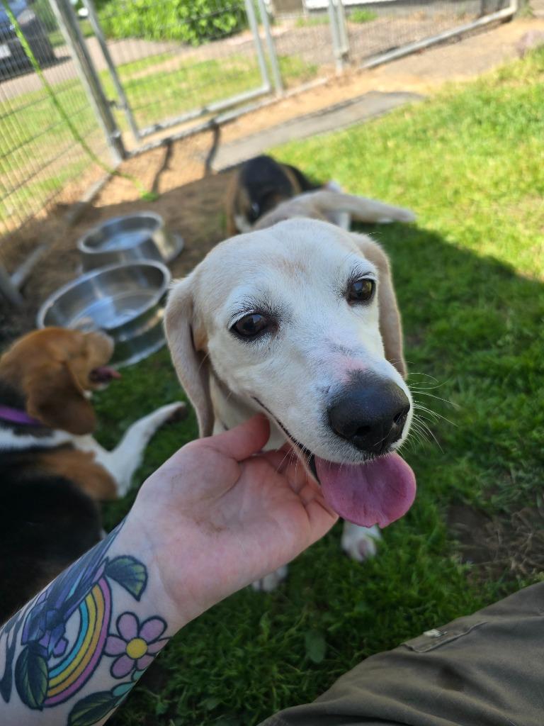 Sophia, a Adoptable Beagle in Barron, WI image 5/6