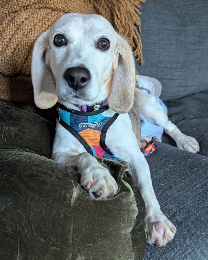 Sophia, a Adoptable Beagle in Barron, WI image 5/6