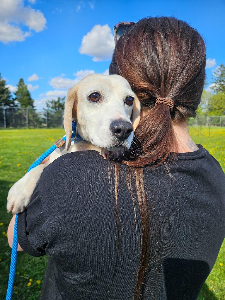 Sophia, a Adoptable Beagle in Barron, WI image 6/6