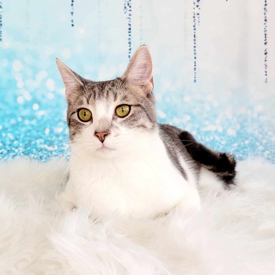 Enlarge Jake, a Adoptable mixed breed in Greensburg, PA image 4/8