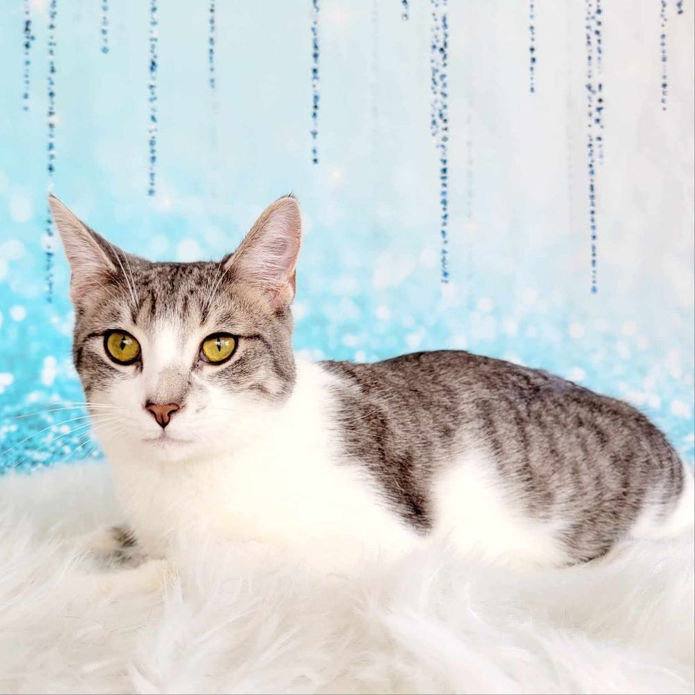 Enlarge Jake, a Adoptable mixed breed in Greensburg, PA image 5/8