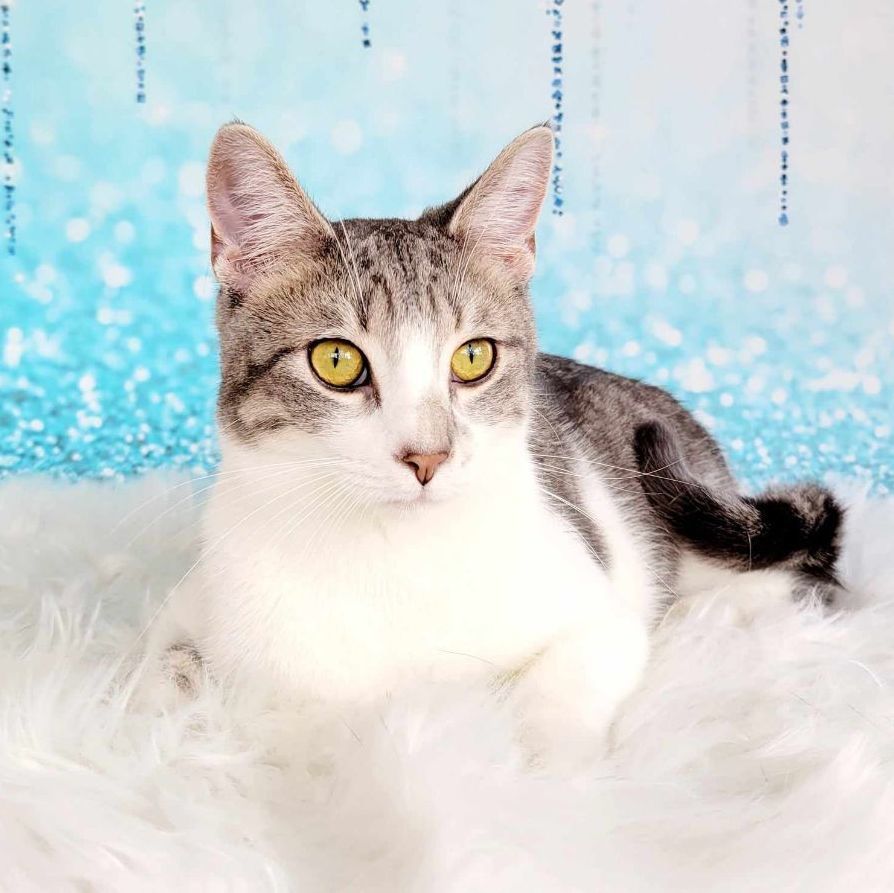 Enlarge Jake, a Adoptable mixed breed in Greensburg, PA image 7/8