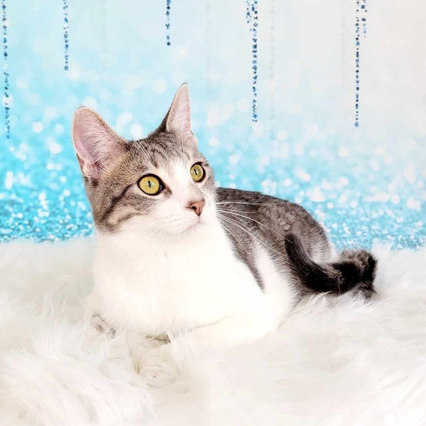 Enlarge Jake, a Adoptable mixed breed in Greensburg, PA image 8/8