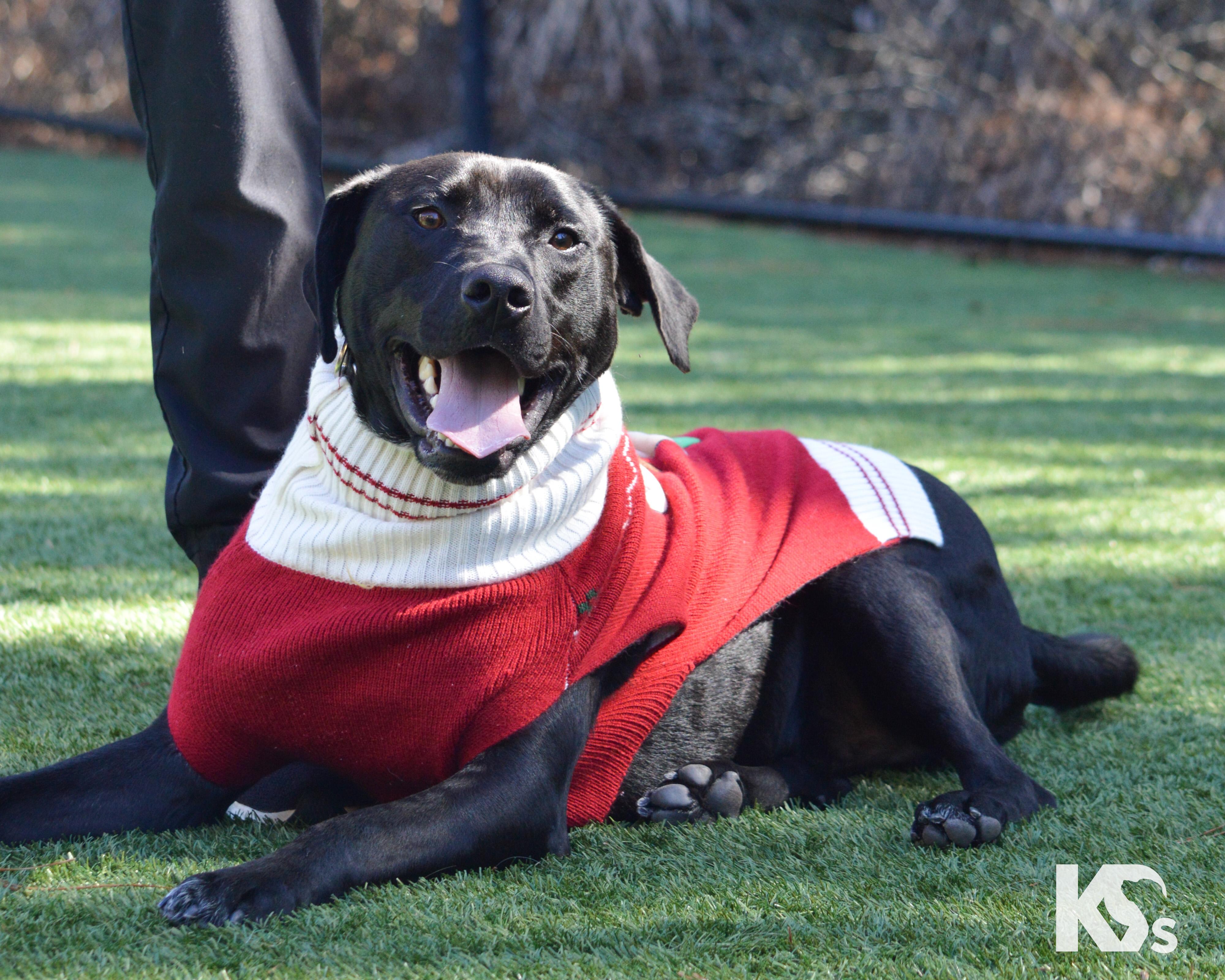 Enlarge Steve, a ADOPTABLE mixed breed in Ponte Vedra, FL image 2/6