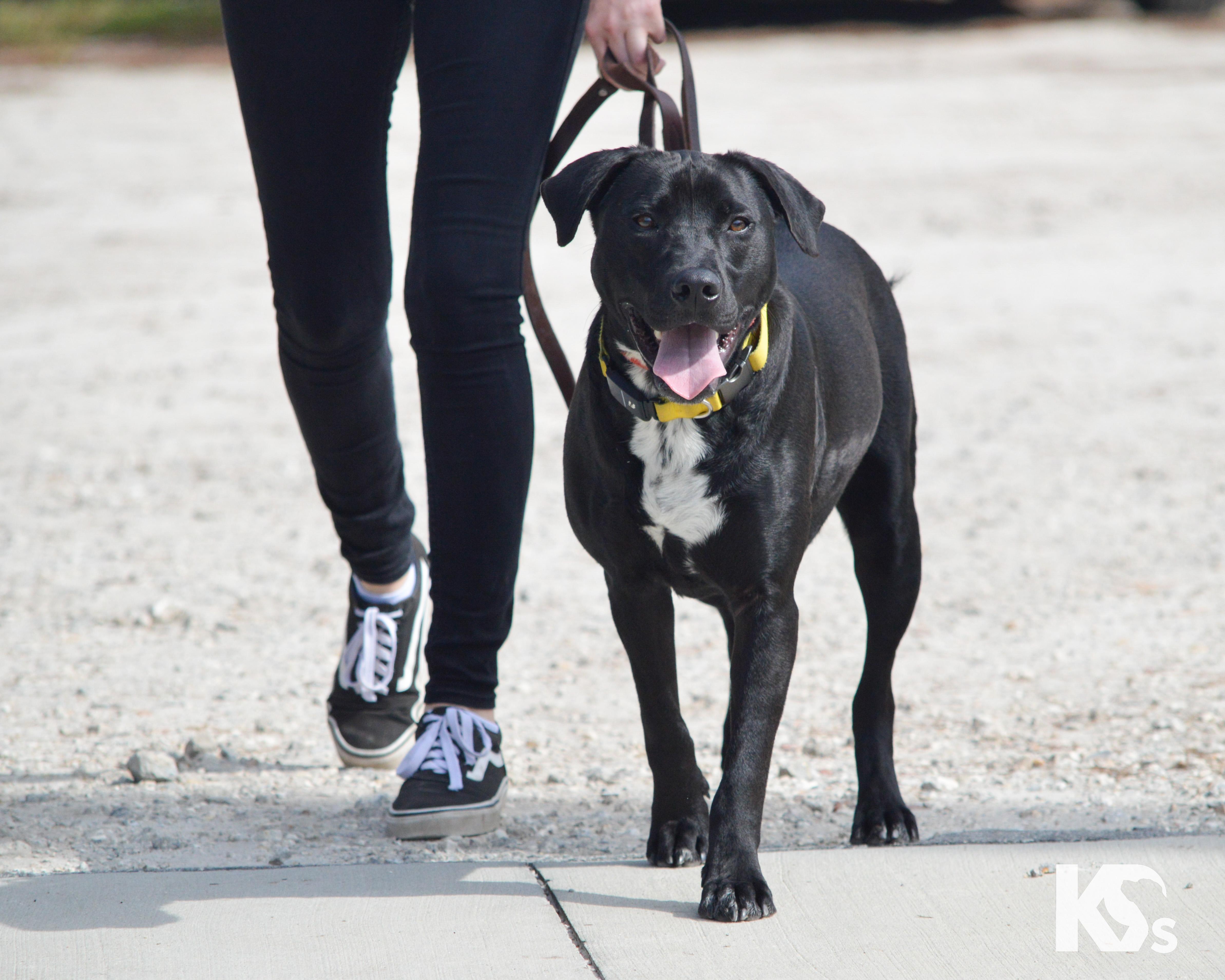 Enlarge Steve, a ADOPTABLE mixed breed in Ponte Vedra, FL image 4/6
