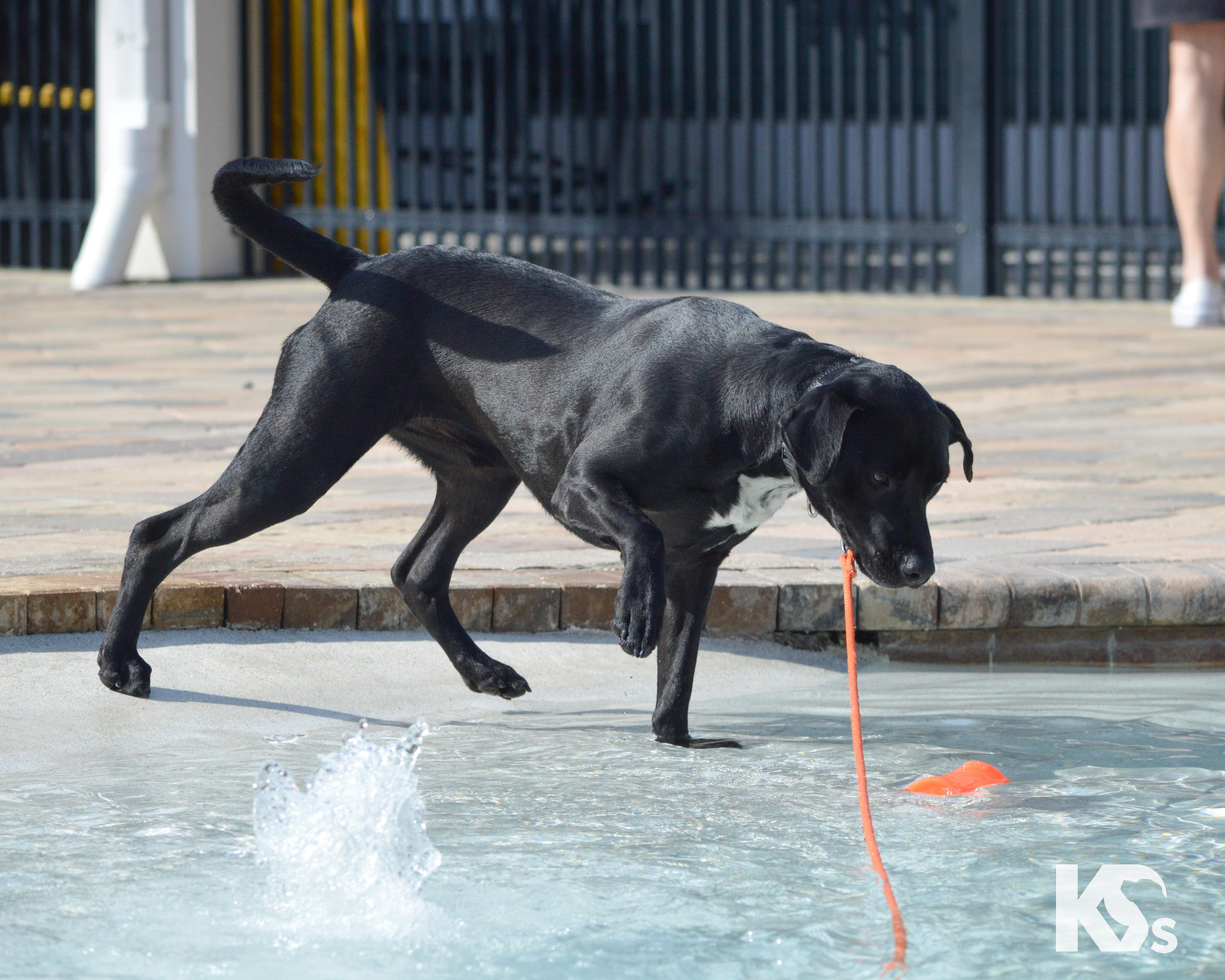 Enlarge Steve, a ADOPTABLE mixed breed in Ponte Vedra, FL image 5/6