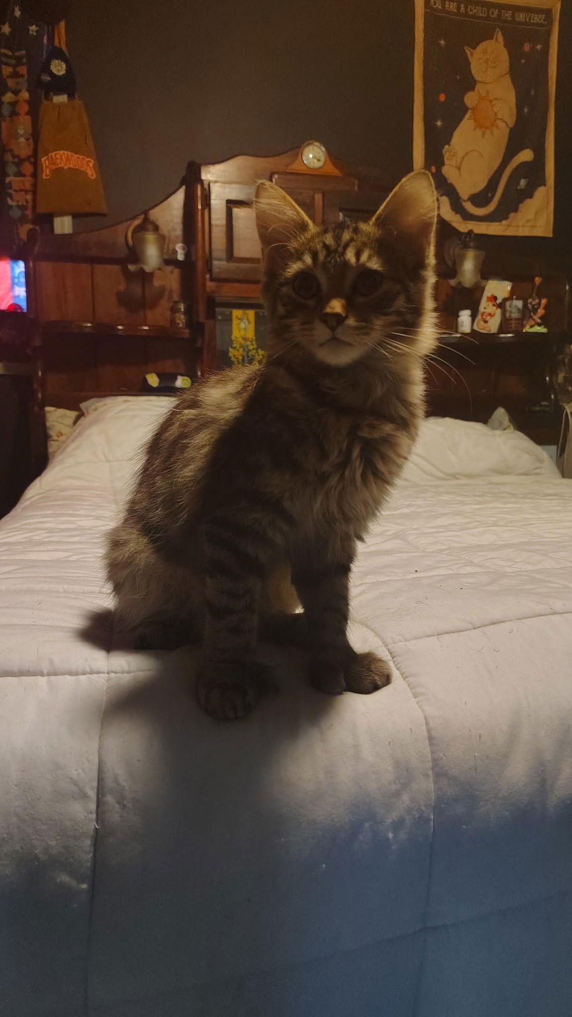 Enlarge Bobette, a Adoptable Domestic Short Hair in Bloomington, IL image 1/1