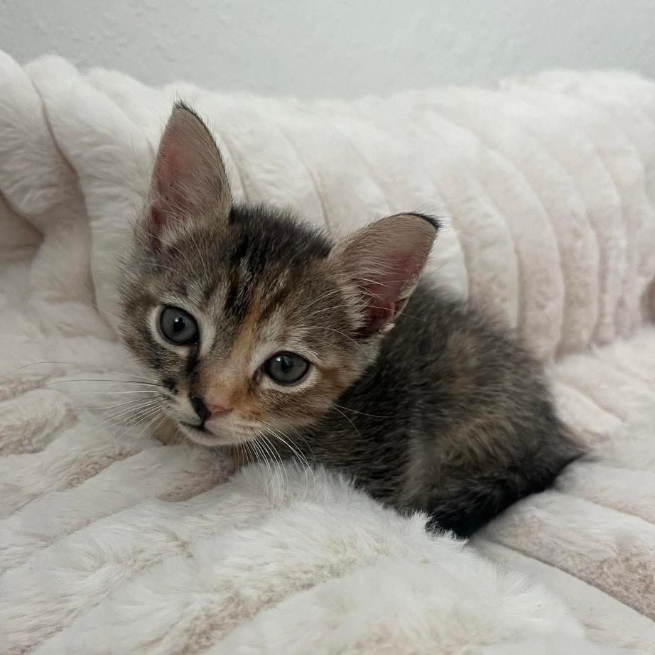 Enlarge Eden, a Adoptable Domestic Short Hair in Tampa, FL image 1/2