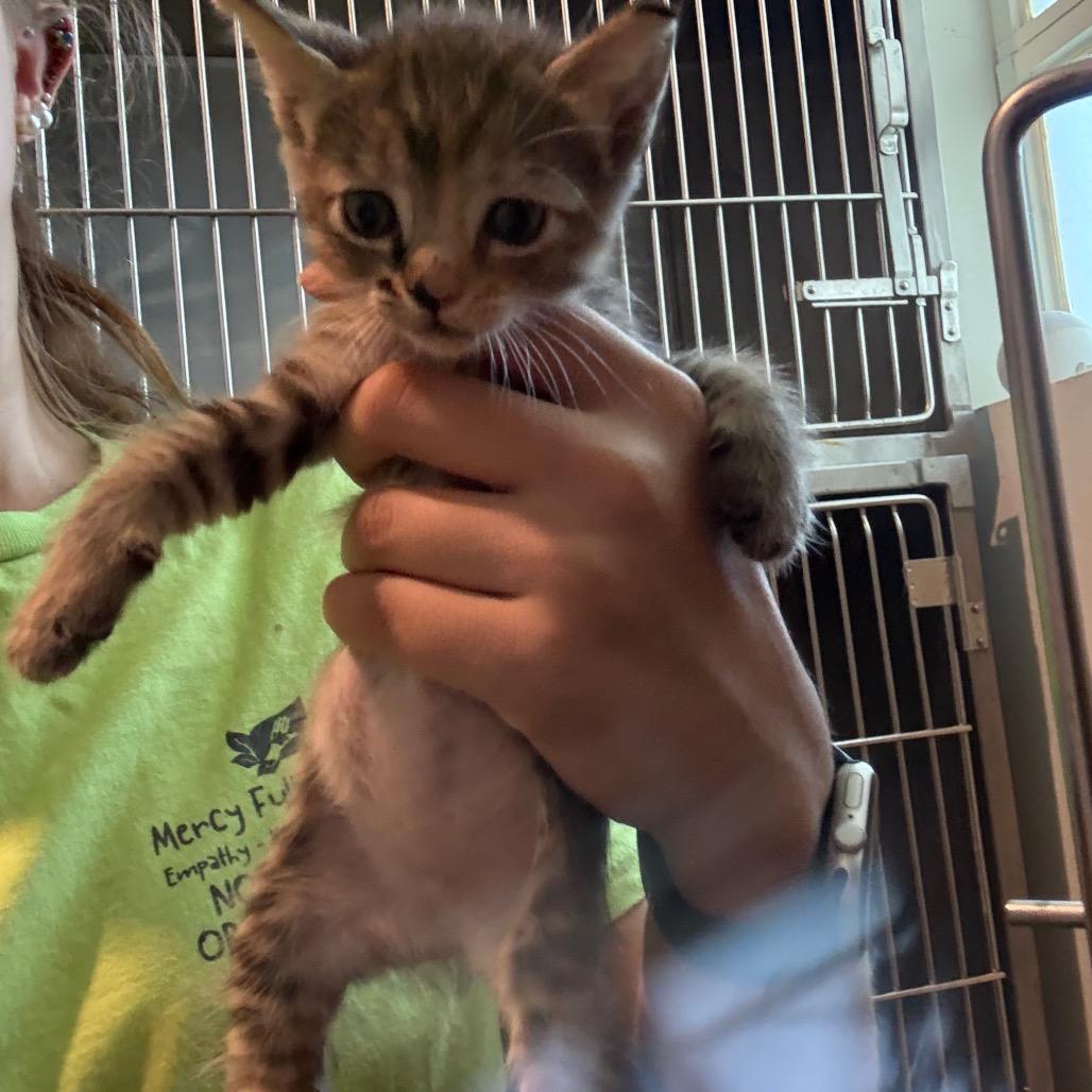 Enlarge Eden, a Adoptable Domestic Short Hair in Tampa, FL image 2/2