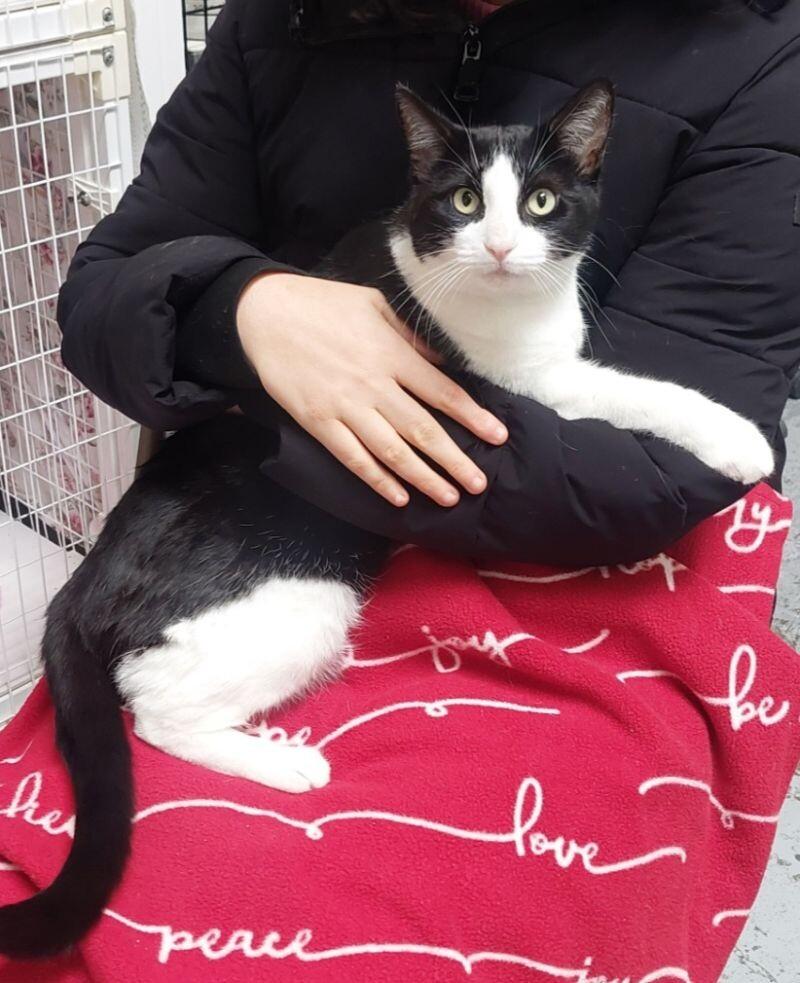 Enlarge Sheila, a Adoptable Domestic Short Hair in Diamond Springs, CA image 1/5