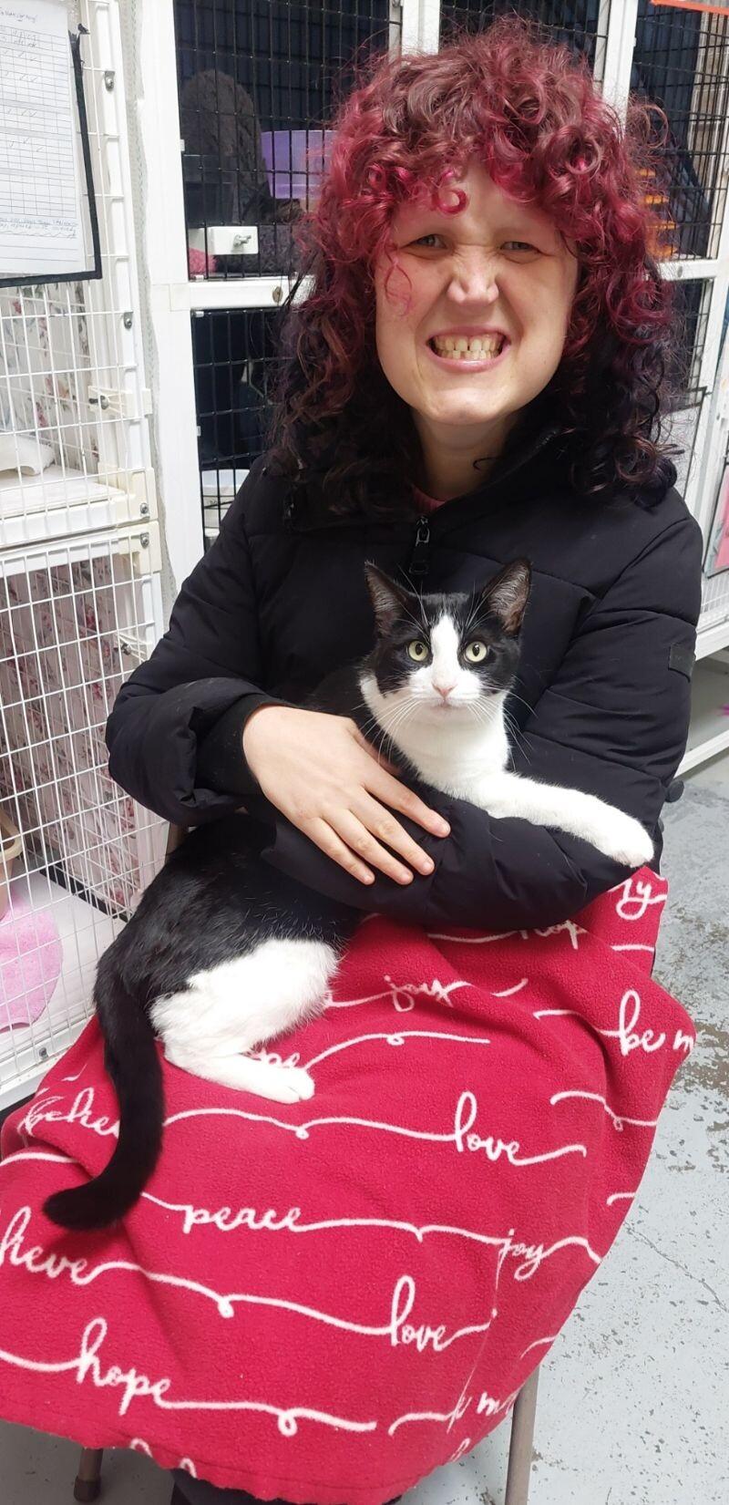 Enlarge Sheila, a Adoptable Domestic Short Hair in Diamond Springs, CA image 2/5