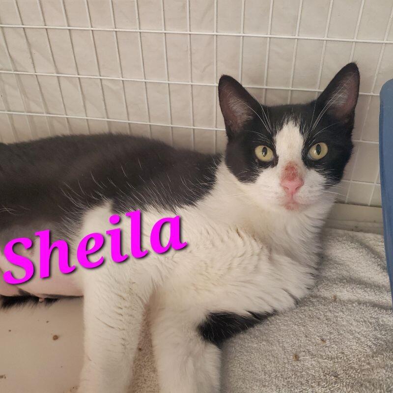 Enlarge Sheila, a Adoptable Domestic Short Hair in Diamond Springs, CA image 3/5