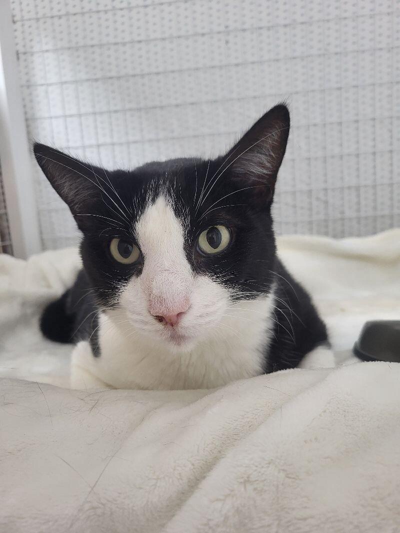 Enlarge Sheila, a Adoptable Domestic Short Hair in Diamond Springs, CA image 4/5