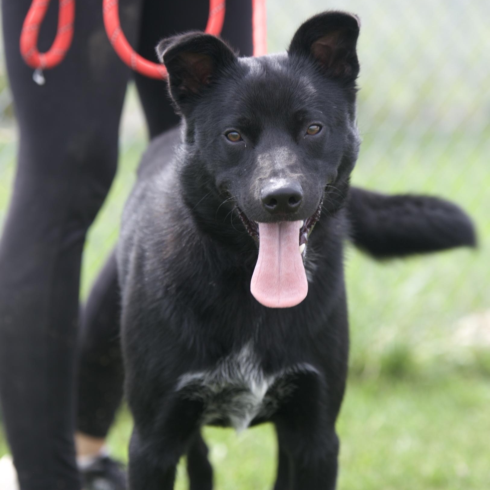 Bear, adopted, Young Male German Shepherd Dog.