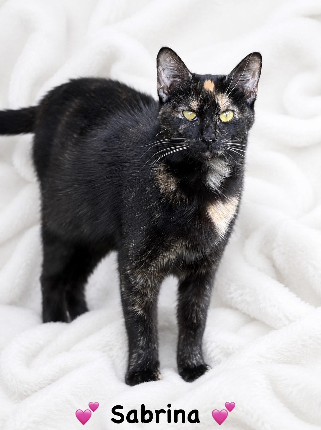 Enlarge Sabrina , a ADOPTABLE Tortoiseshell in Copley, OH image 1/1