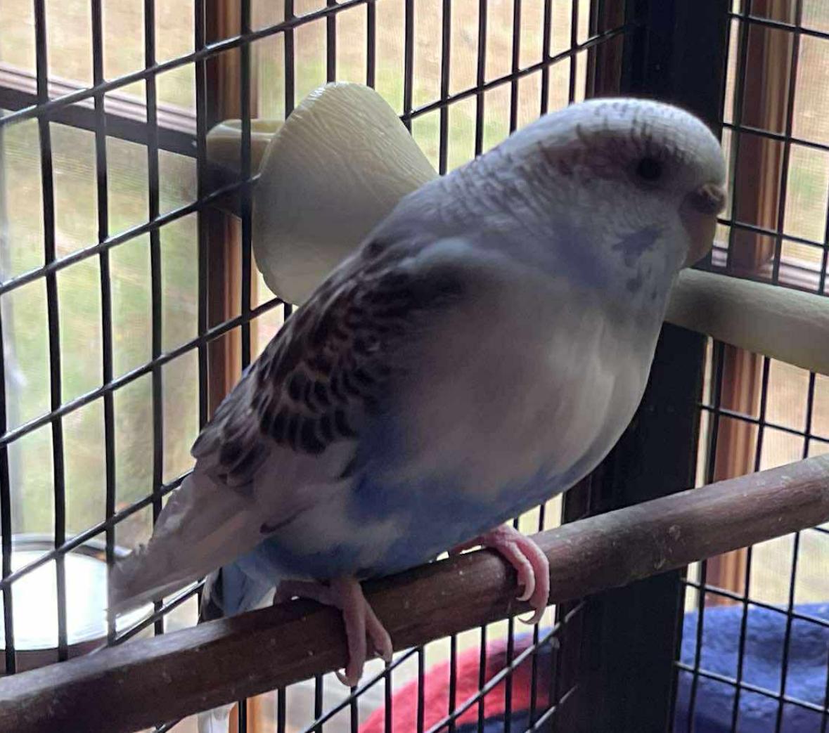 Enlarge Cher w/ Sonny & Babe, a Adoptable Parakeet (Other) in Andover, CT image 6/6