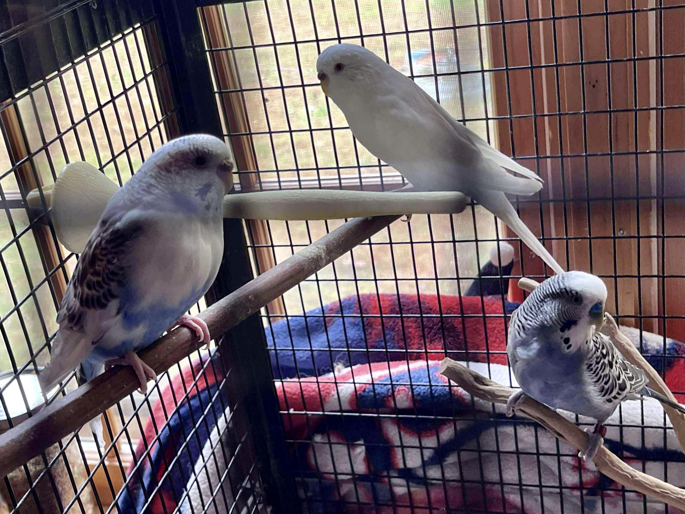 Enlarge Cher w/ Sonny & Babe, a Adoptable Parakeet (Other) in Andover, CT image 5/6