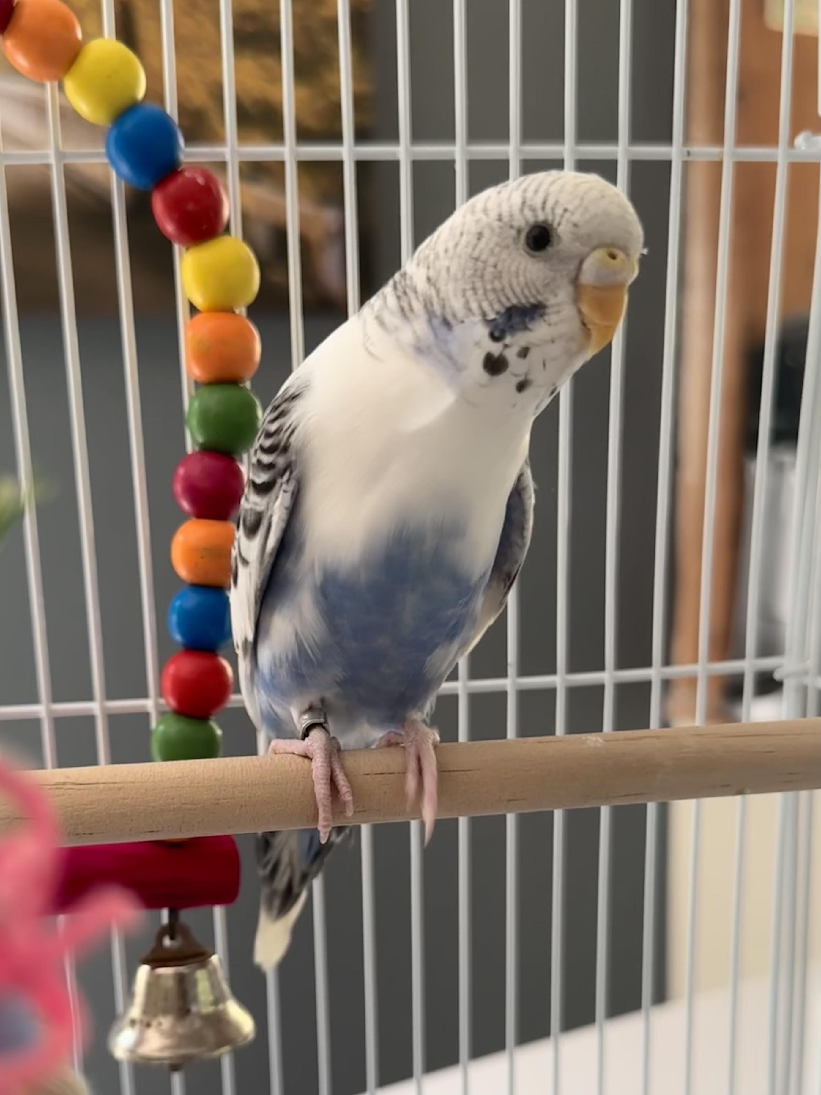 Enlarge Cher w/ Sonny & Babe, a Adoptable Parakeet (Other) in Andover, CT image 1/6