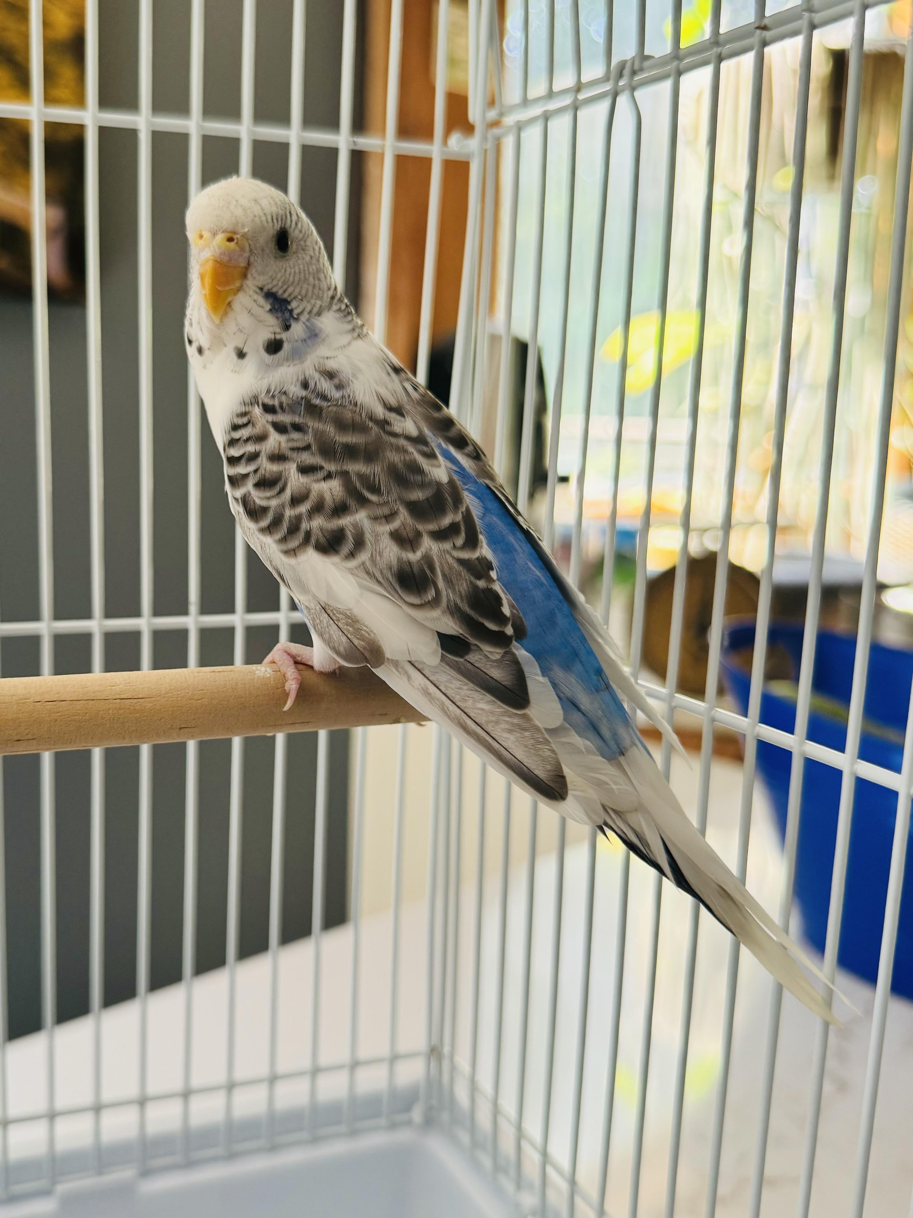 Enlarge Cher w/ Sonny & Babe, a Adoptable Parakeet (Other) in Andover, CT image 4/6
