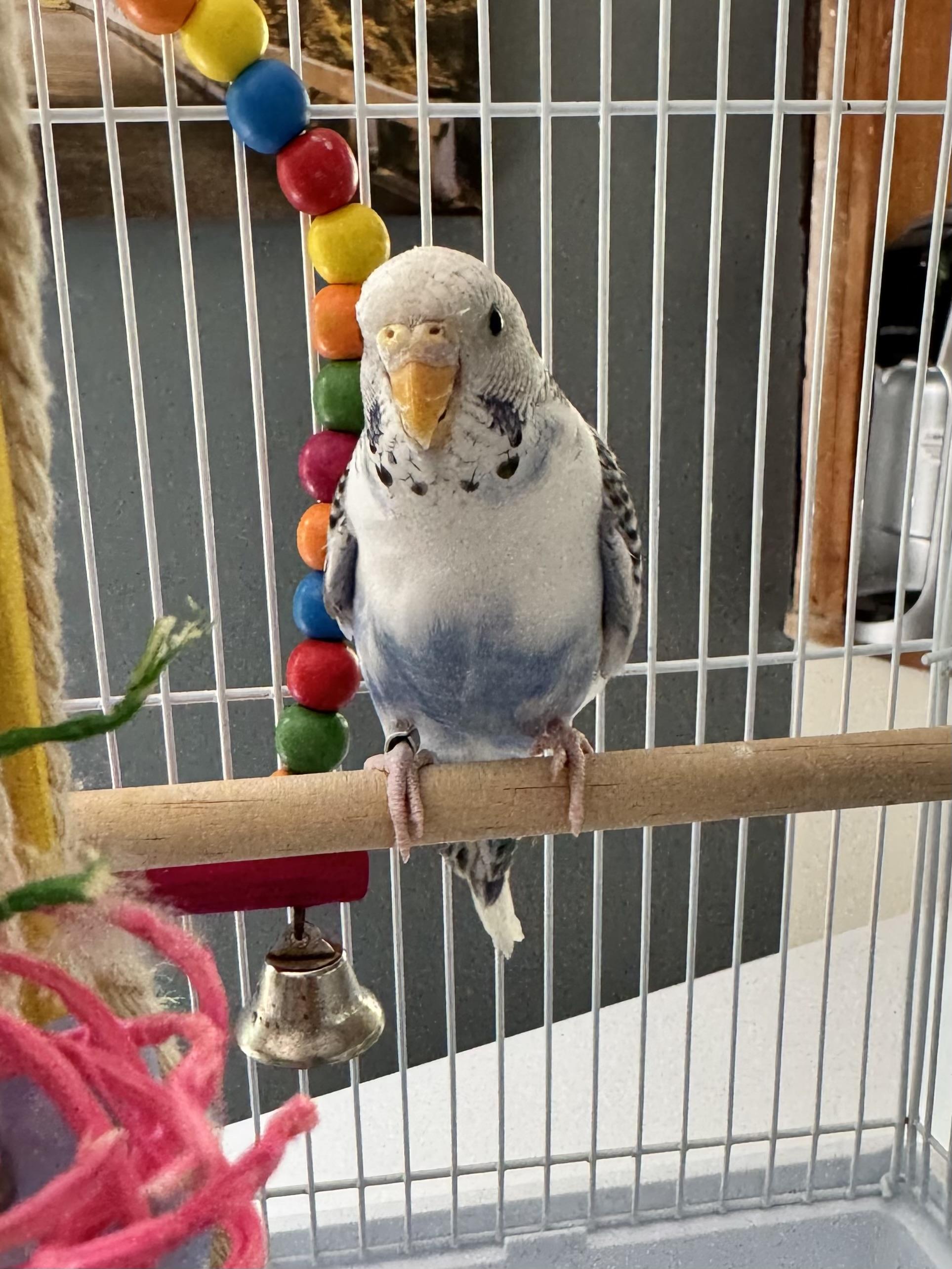 Enlarge Cher w/ Sonny & Babe, a Adoptable Parakeet (Other) in Andover, CT image 3/6
