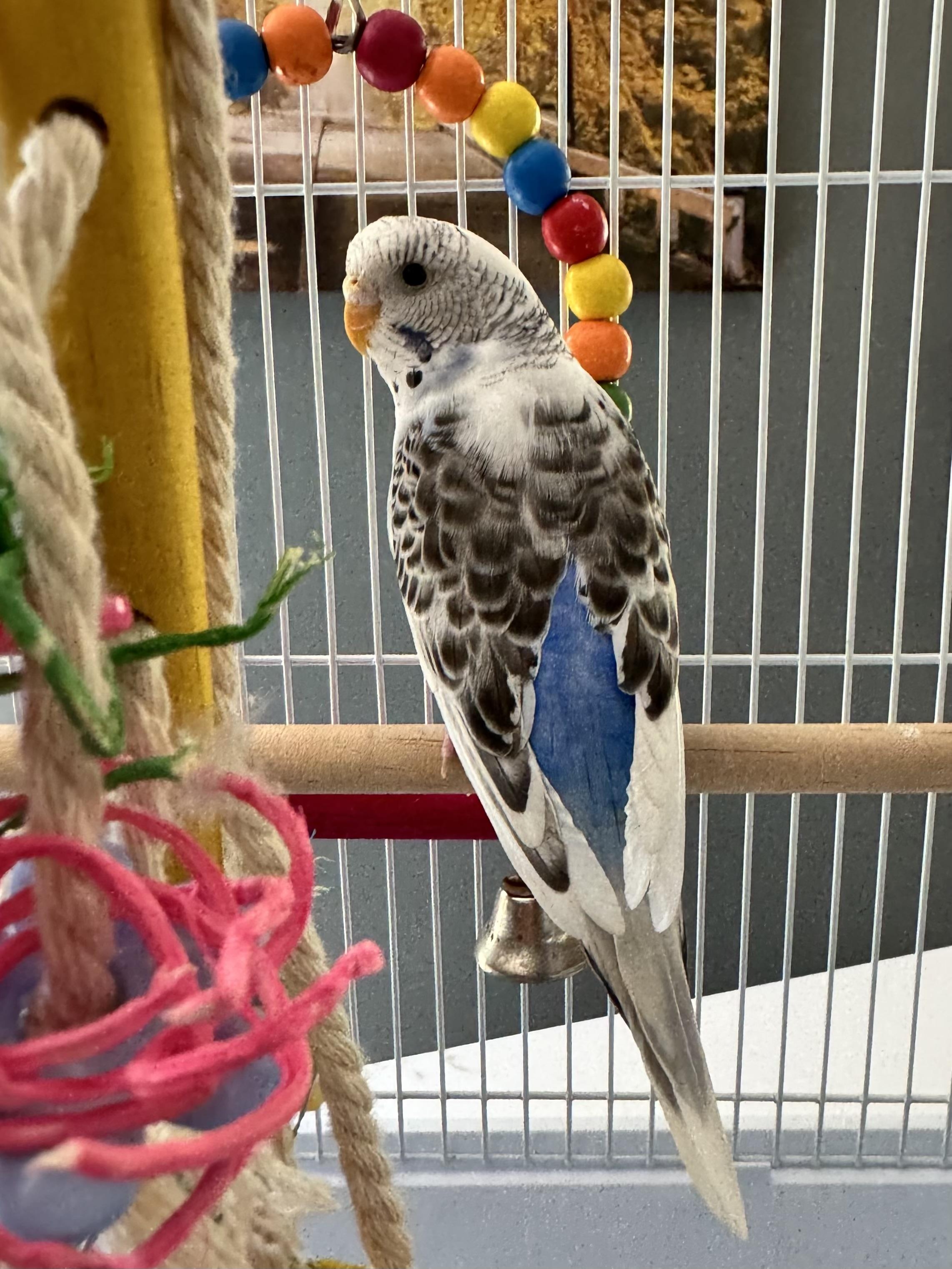 Enlarge Cher w/ Sonny & Babe, a Adoptable Parakeet (Other) in Andover, CT image 2/6