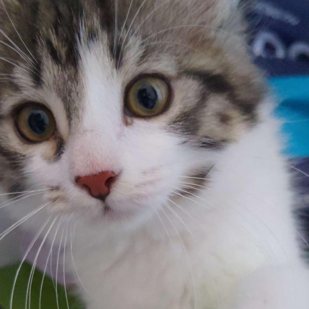 Enlarge Leaf (bonded with Dirt), a Adoptable Domestic Long Hair in Santa Rosa, CA image 2/4