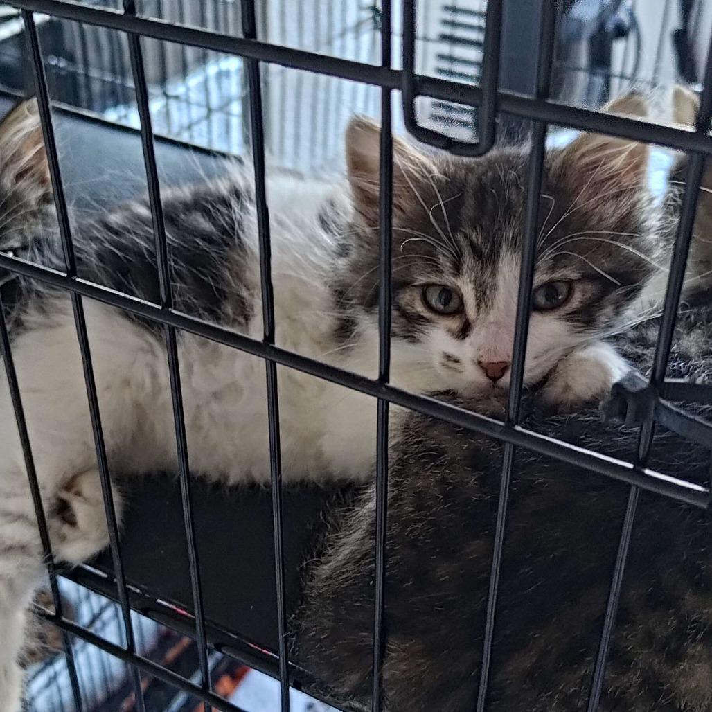 Enlarge Leaf (bonded with Dirt), a Adoptable Domestic Long Hair in Santa Rosa, CA image 3/4