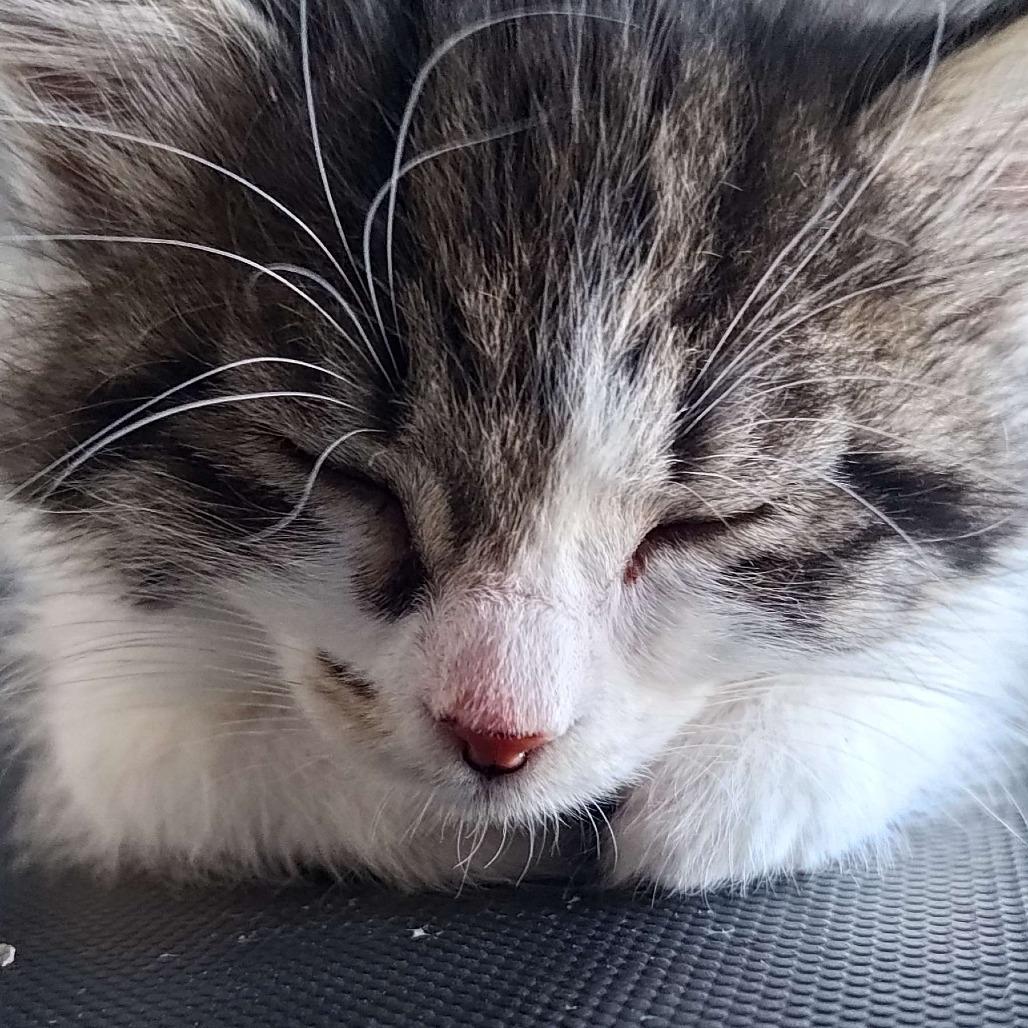 Enlarge Leaf (bonded with Dirt), a Adoptable Domestic Long Hair in Santa Rosa, CA image 4/4