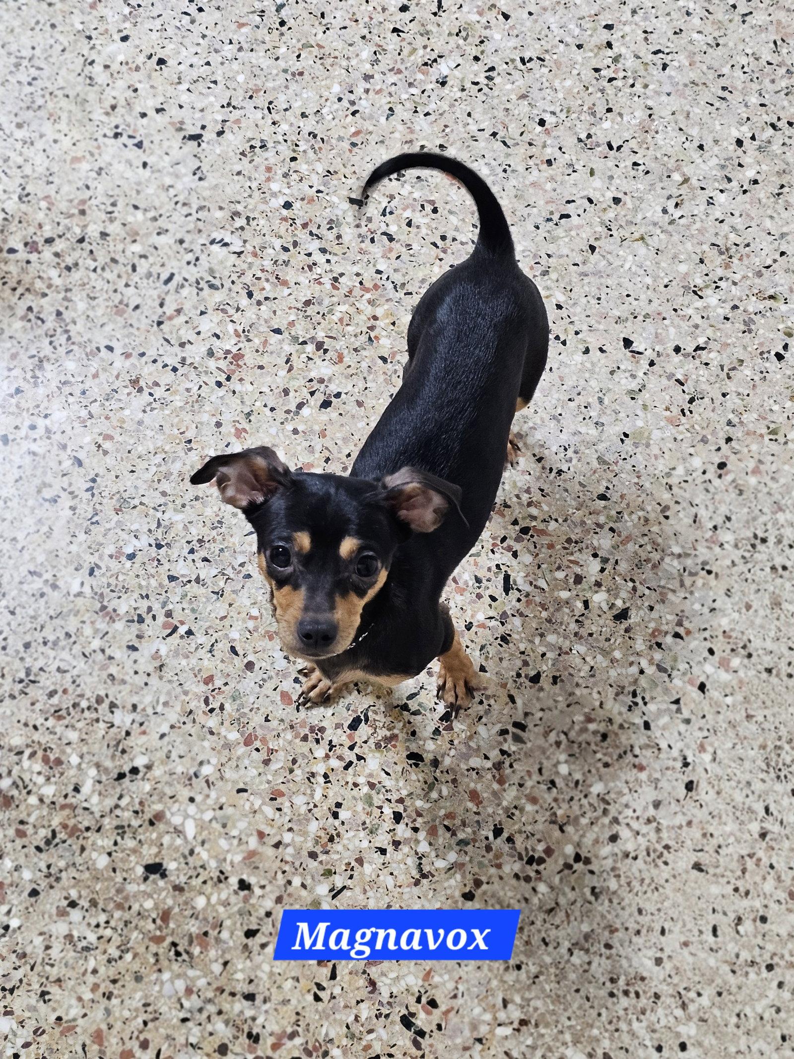Magnavox, Adoptable, Young Male Chihuahua & Dachshund.