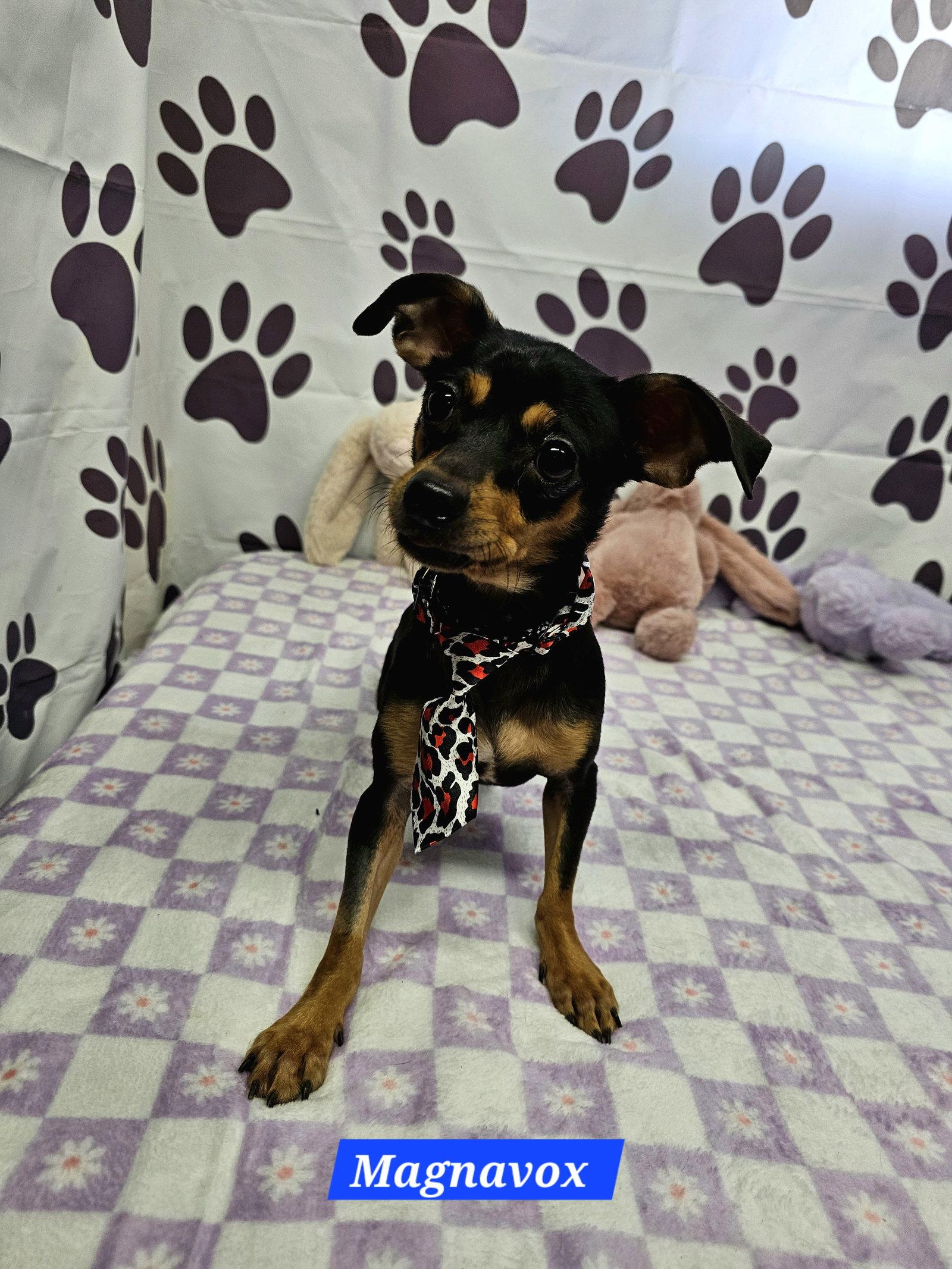 Magnavox, a Adoptable mixed breed in Metairie, LA image 2/2