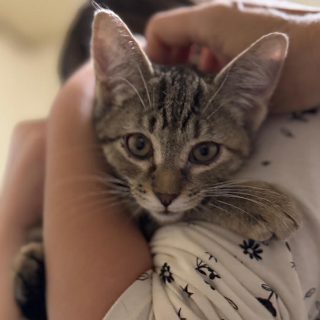 Gardenia, Adoptable, Kitten Female Domestic Short Hair.