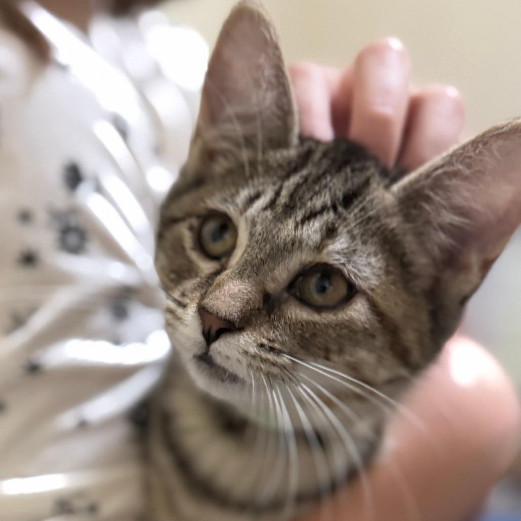 Enlarge Gardenia, a Adoptable Domestic Short Hair in Portage, MI image 2/4