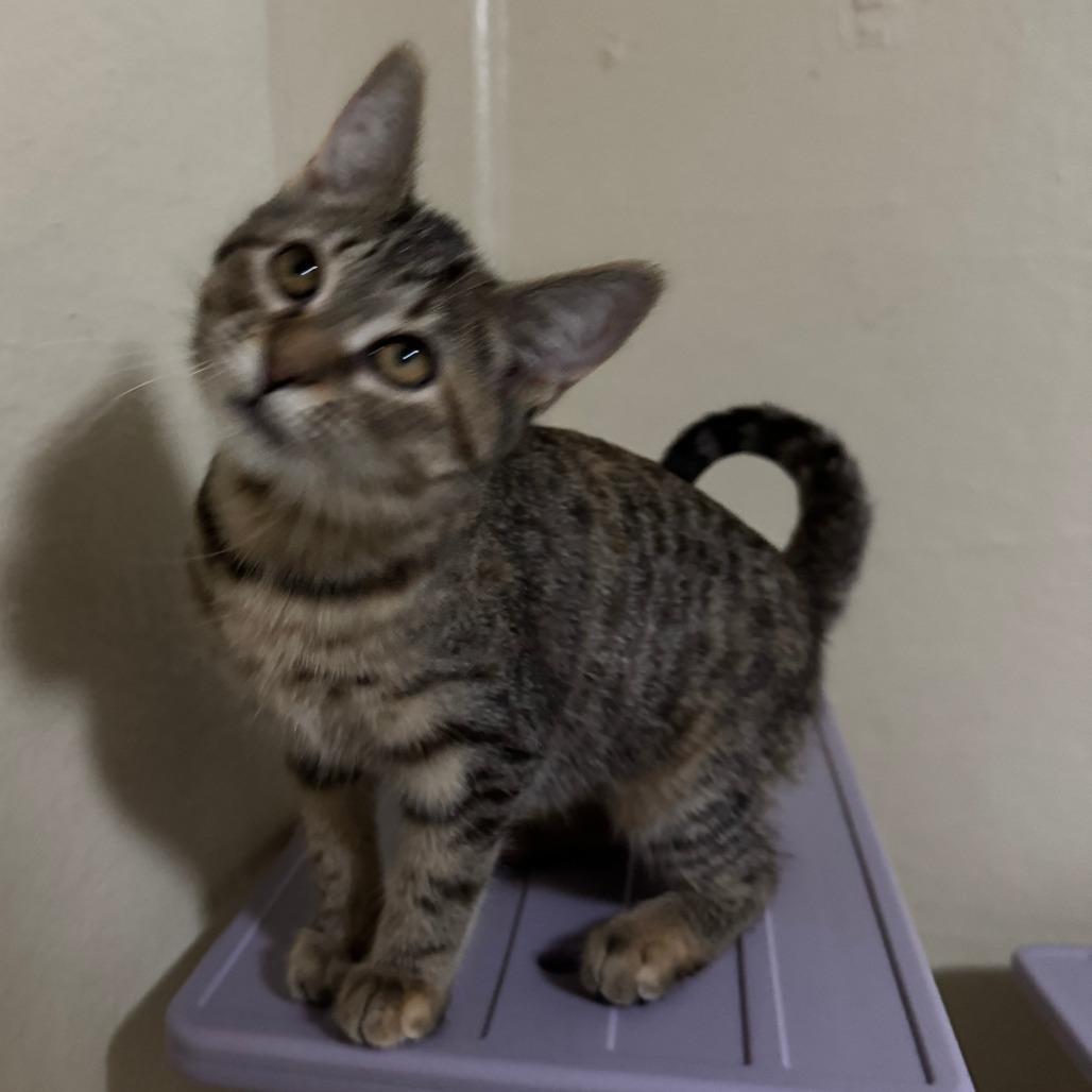 Enlarge Gardenia, a Adoptable Domestic Short Hair in Portage, MI image 4/4