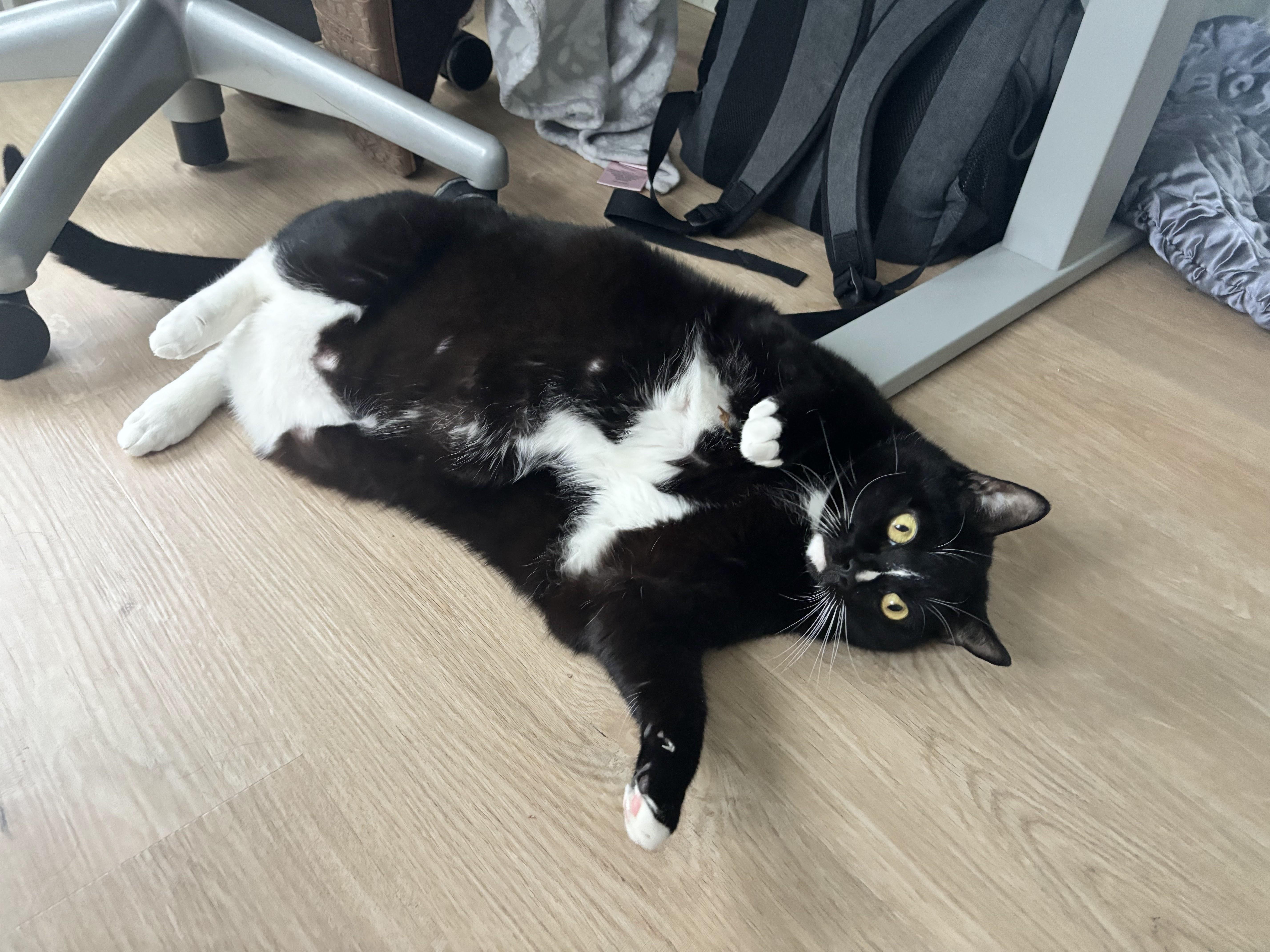 Enlarge Munchie, a Adoptable Domestic Short Hair in New York, NY image 1/6