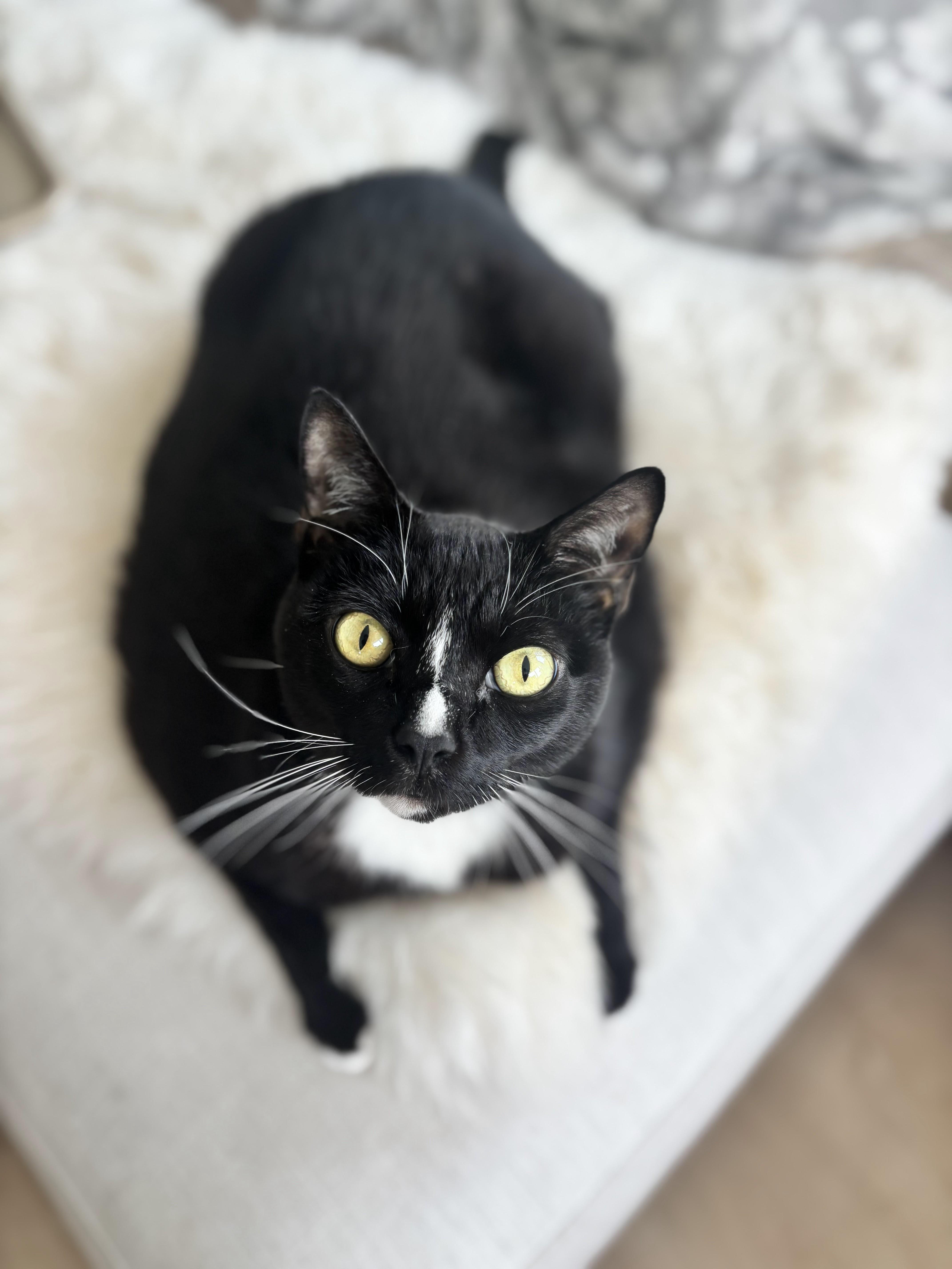 Enlarge Munchie, a Adoptable Domestic Short Hair in New York, NY image 2/6