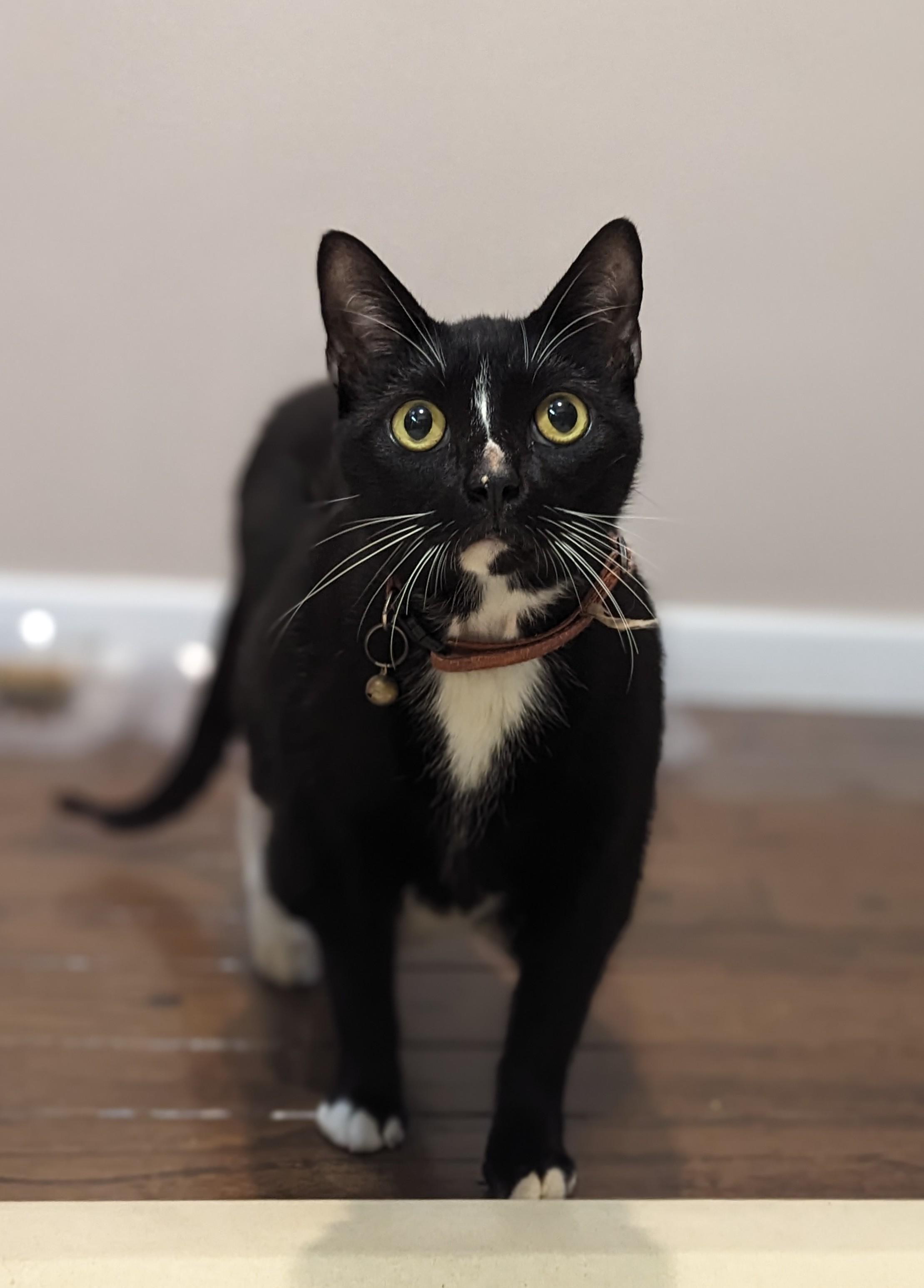 Enlarge Munchie, a Adoptable Domestic Short Hair in New York, NY image 3/6