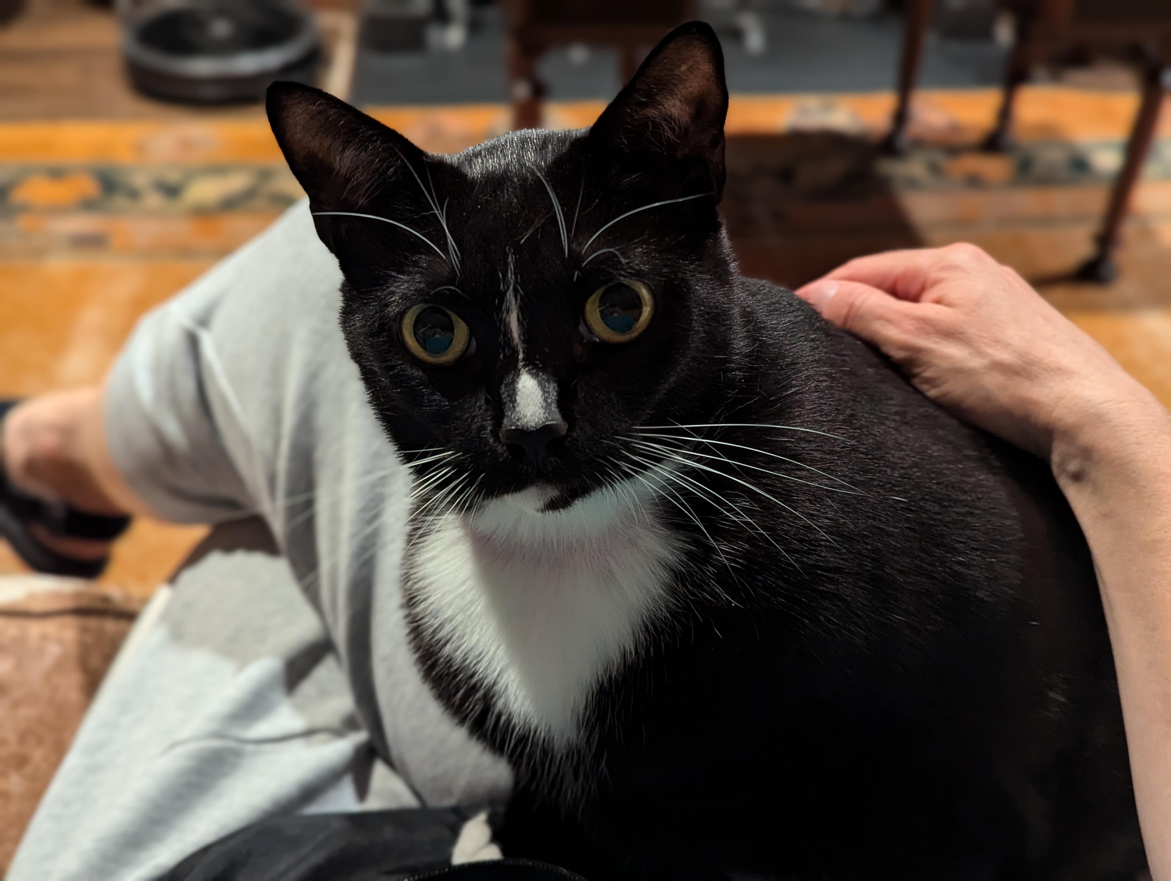 Enlarge Munchie, a Adoptable Domestic Short Hair in New York, NY image 4/6